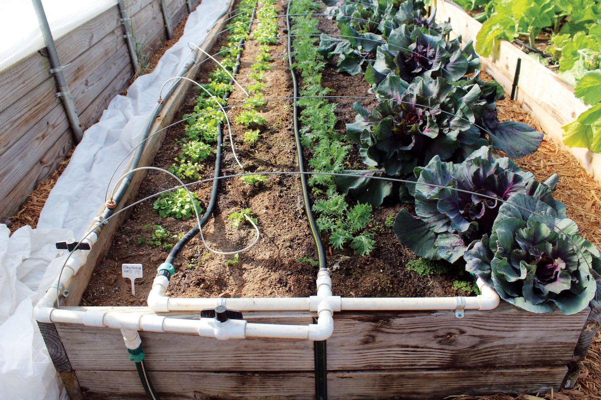 drip-irrigation-1